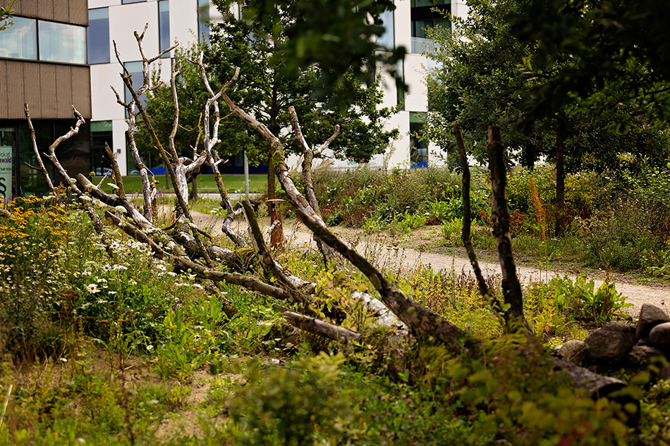 Vild natur på Kolding Åpark 1